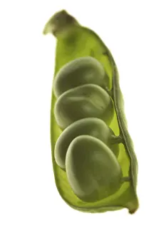 Close Up Macro Photography Imprime: Peas