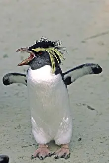 Impresiones de Penguin Imágenes Relacionadas Imprime: Penguin