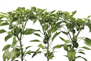 Cut Out Vegetable Images Imprime: Pepper plants (Capsicum)