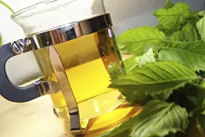 Medicinal Plant Uses Imprime: Peppermint tea