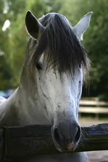 No People Horse Images Imprime: Pferde