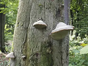 Lower Rhine Nature Scene Imprime: Phellinus igniarius (Phellinus igniarius) on a tree