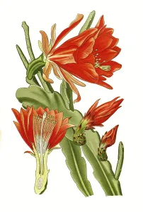 Digitally Restored Botanical Art Imprime: Phyllanthoides, Leaf-stemmed cactus