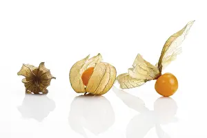 Fresh Fruit Cutouts Imprime: Physalis