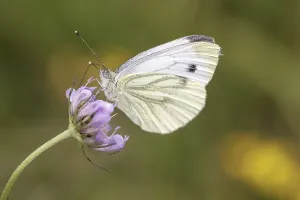 Flying Insects In Flower Imprime: Pieris napi, RapsweiBling