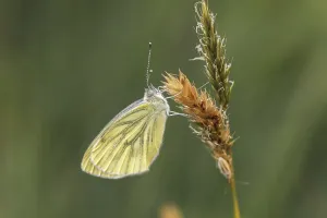 Pierid Species Imprime: Pieris napi, RapsweiBling