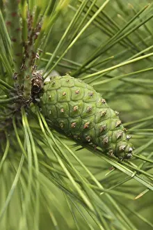 Close Up Pine Cone Imprime: Pine cone closeup