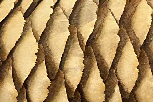 Macro Photography Imprime: Pine cone macro as background