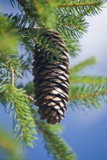 Daytime Plant Life Imprime: Pine cone on a tree