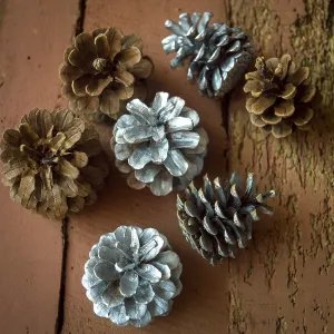 Pine Cone Images Imprime: Pine cones