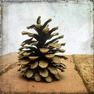 Pine Cone Photography Imprime: Pine cones