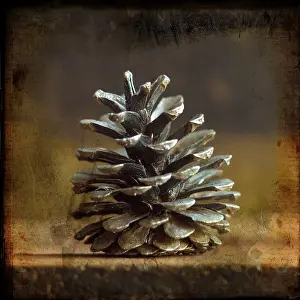 Christmas Pine Cones Imprime: Pine cones