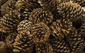 Italian Stone Pine Imprime: Pine cones of the pine tree in view