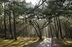 Coniferous Tree Photography Imprime: Pine forest