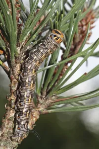 Pine Hawk Moth Imprime: Pine Hawk Moth