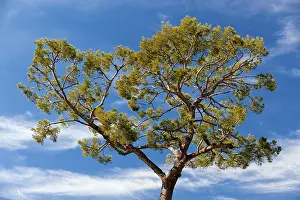 Italian Stone Pine Imprime: Pine, pine tree (Pinaceae), pine