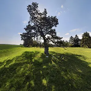 Central Europe Nature Views Imprime: Pine Tree (Pinus) with backlight