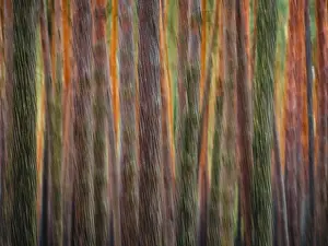 Nossentiner Schwinzer Heide Nature Park Imprime: Pine trunks in line and structure