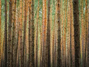 Protected Area Conservation Zone Imprime: Pine trunks in line and structure