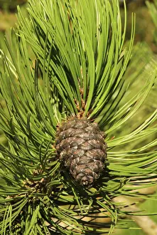 Coniferous Tree Imprime: Pine twig