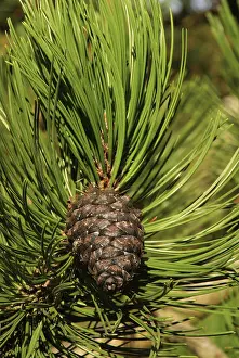 Coniferous Tree Imprime: Pine twig