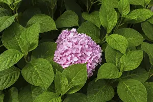 Pink Rose Flowers Imprime: Pink Bigleaf Hydrangea (Hydrangea macrophylla)