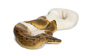 Ball Python Imprime: Pinstripe Pied Royal python, ball python