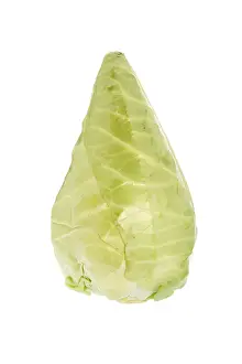 Nutrition Vegetable Plant Imprime: Pointed cabbage or pointed cabbage