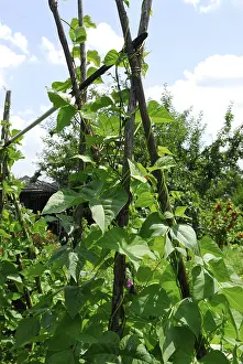 Garden Vegetables Imprime: Pole beans