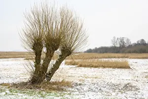 Deciduous Tree In Snow Imprime: Pollarded willows in a wintry landscape at Dummer