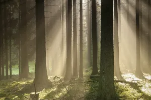 German Countryside Photography Imprime: Pollwitz Forest, Thuringia