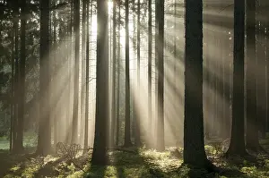 European Autumn Scenery Imprime: Pollwitz Forest, Thuringia