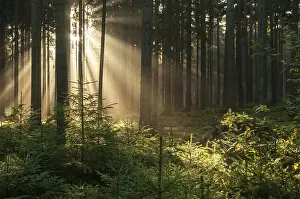 Coniferous Forest Imprime: Pollwitz Forest, Thuringia