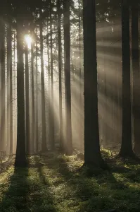 Central Europe Fall Season Imprime: Pollwitzer Wald, Thuringia