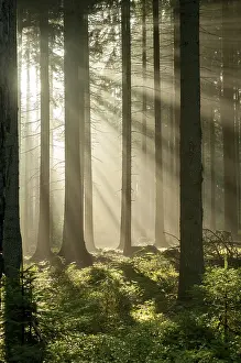 Foggy German Countryside Imprime: Pollwitzer Wald, Thuringia