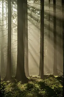 German Countryside Landscapes Imprime: Pollwitzer Wald, Thuringia