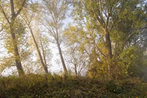 Deciduous Trees Europe Imprime: Poplars (Populus), Thuringia, Germany