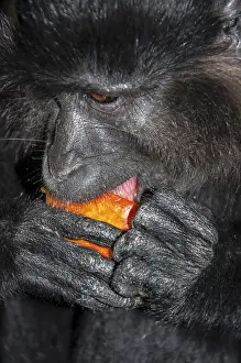 Catarrhine Primate Imprime: Portrait of a monkey