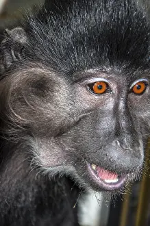 Mammalian Representation Art Imprime: Portrait of a monkey