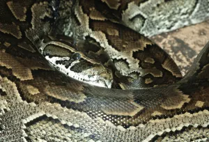African Rock Python Imprime: African african rock python (Python sebae)
