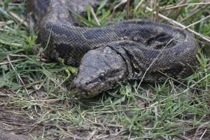 African Rock Python Imprime: African rock python, African rock python