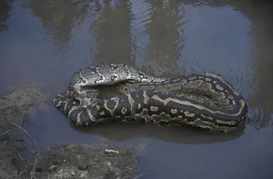 African Rock Python Imprime: African Rock Python (Python sabae)
