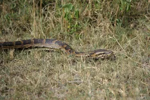 African Rock Python Imprime: African Rock Python (Python sebae)