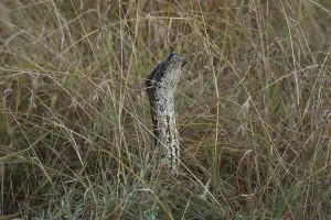 African Rock Python Imprime: African rock python, Python sebae