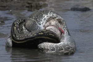 African Rock Python Imprime: African Rock Python (Python sebae) constricting White Pelican