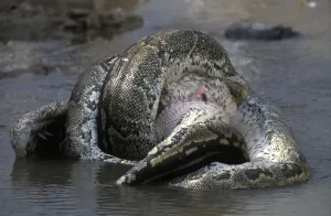 African Rock Python Imprime: African Rock Python (Python sebae) constricting White Pelican