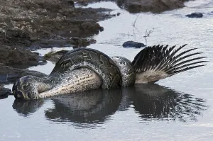 African Rock Python Imprime: African Rock Python (Python sebae) constricting White Pelican