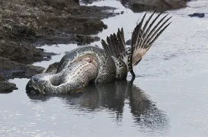 African Rock Python Imprime: African Rock Python (Python sebae) constricting White Pelican