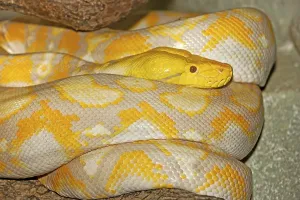 Albino Python Imprime: ALBINO RETICULATION PYTHON python reticulatus