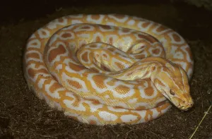 Albino Python Imprime: Albino tiger python (Python molurus)